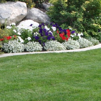 Colorful flower bed with petunias and alyssum by a lawn